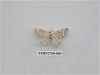 藏品(尺蛾329)的圖片